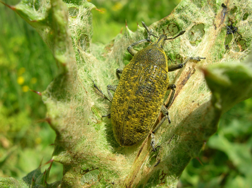 Coleotteri delle Murge